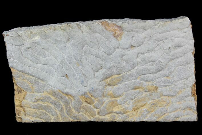 Pennsylvanian, Fossil Microbial Mat - Oklahoma #77900